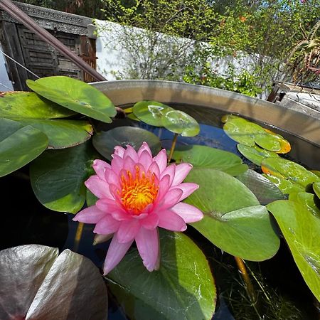 Lotus Garden - Ile De La Reunion Villa Ravine des Cabris Eksteriør bilde